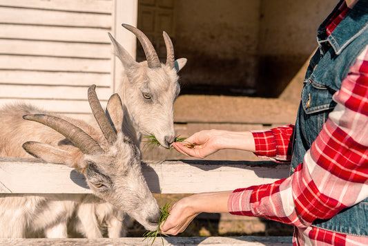 Alfalfa for Goats and Garden