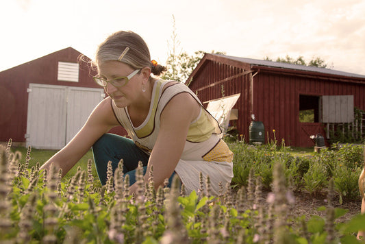 Is alfalfa good for your garden?