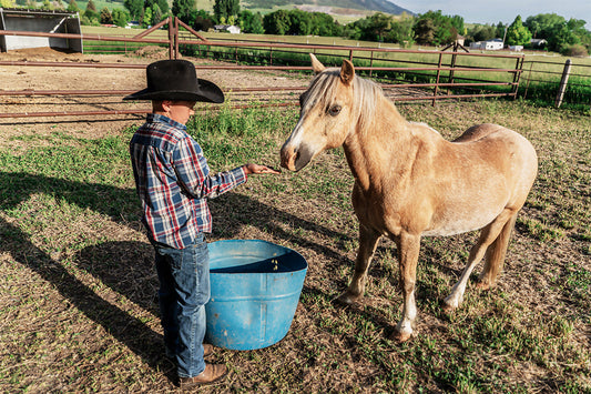Complete Feed vs. Supplemental Feed: What’s the Best Horse Feed for Your Program?