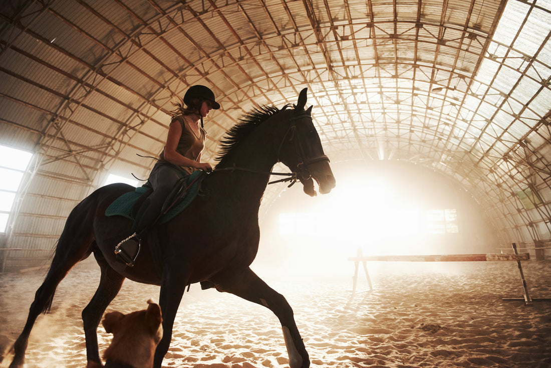 Sprouted Barley Fodder Pellets: Healthier Feed for Horses & Livestock