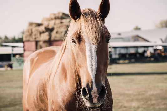 Transitioning Your Horse to Sprout Pellets: It's Easier Than You Think