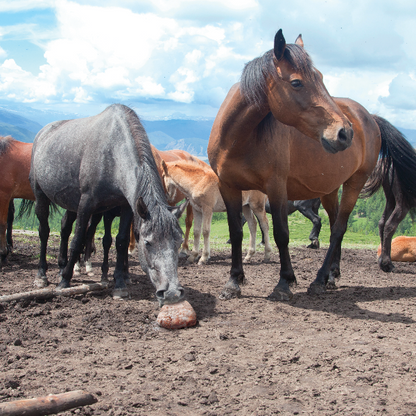 Horses licking Rock Salt Mineral Lick