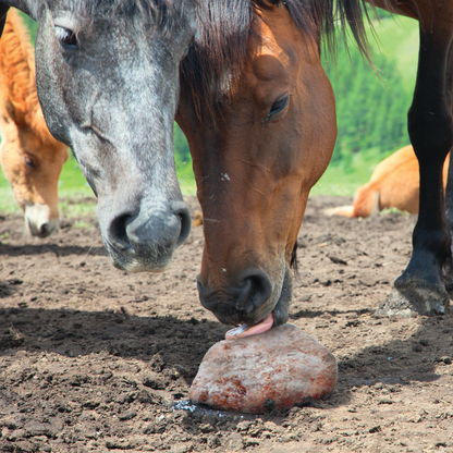 Horses licking Rock Salt Mineral Lick